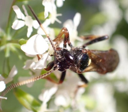 Ichneumon suspiciosus